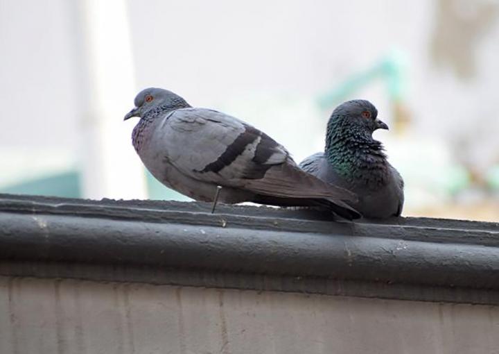 Opération d’effarouchements de pigeons Avignon