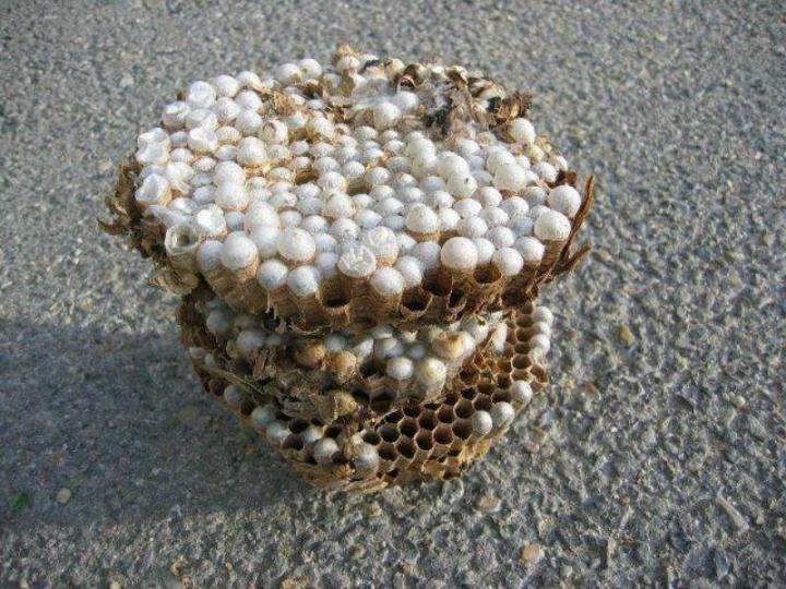 Destruction nids de frelons et de guêpes Avignon