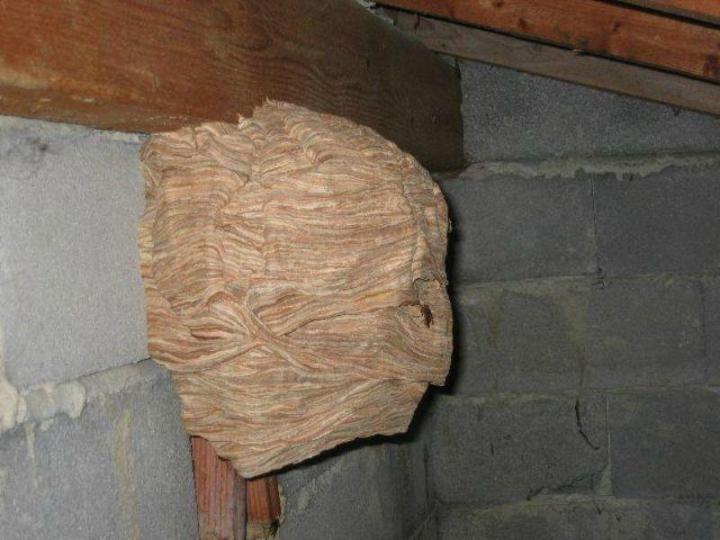 Destruction de frelons et de guêpes Avignon