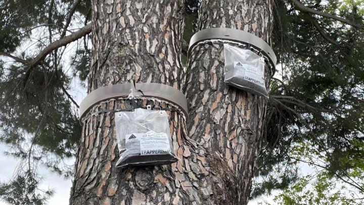 Désinsectisation Avignon