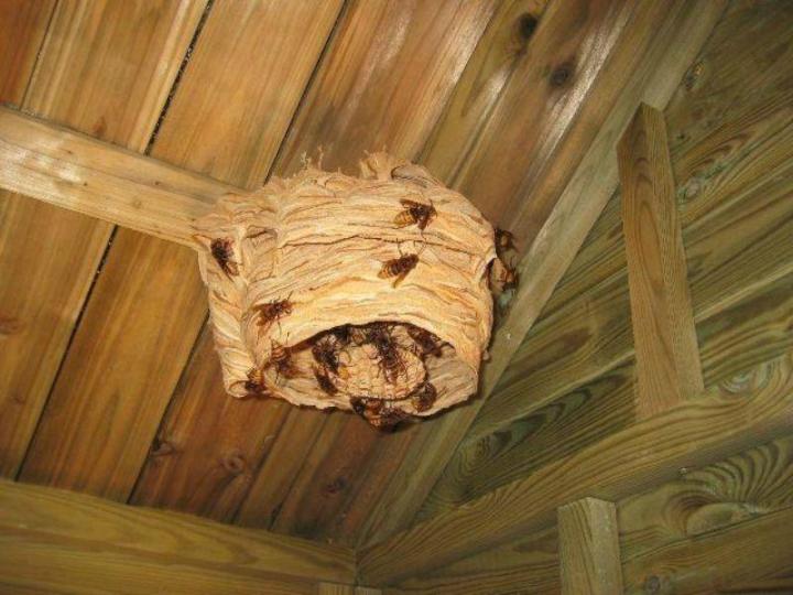 Destruction nids de frelons et de guêpes Avignon