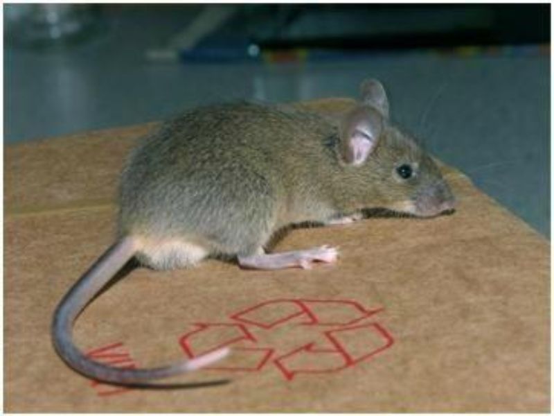 Excrément de rat maladie et danger - Mesnuisibles