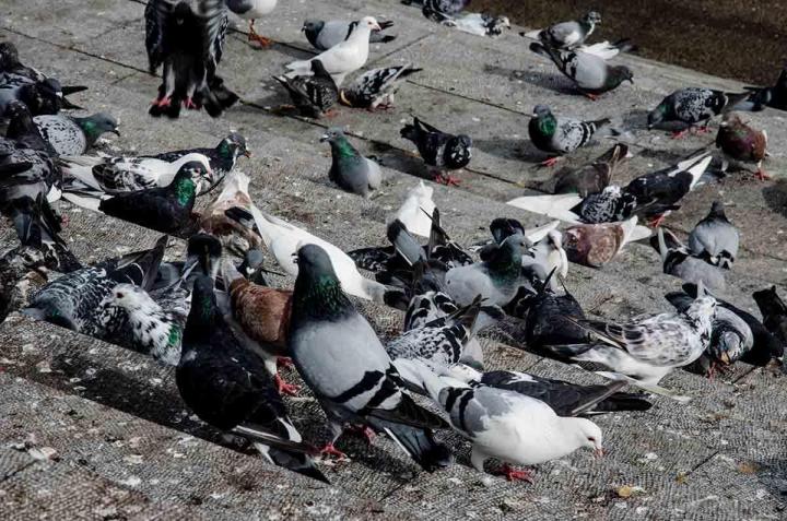 Effarouchements de pigeons, Bagnols-sur-Cèze